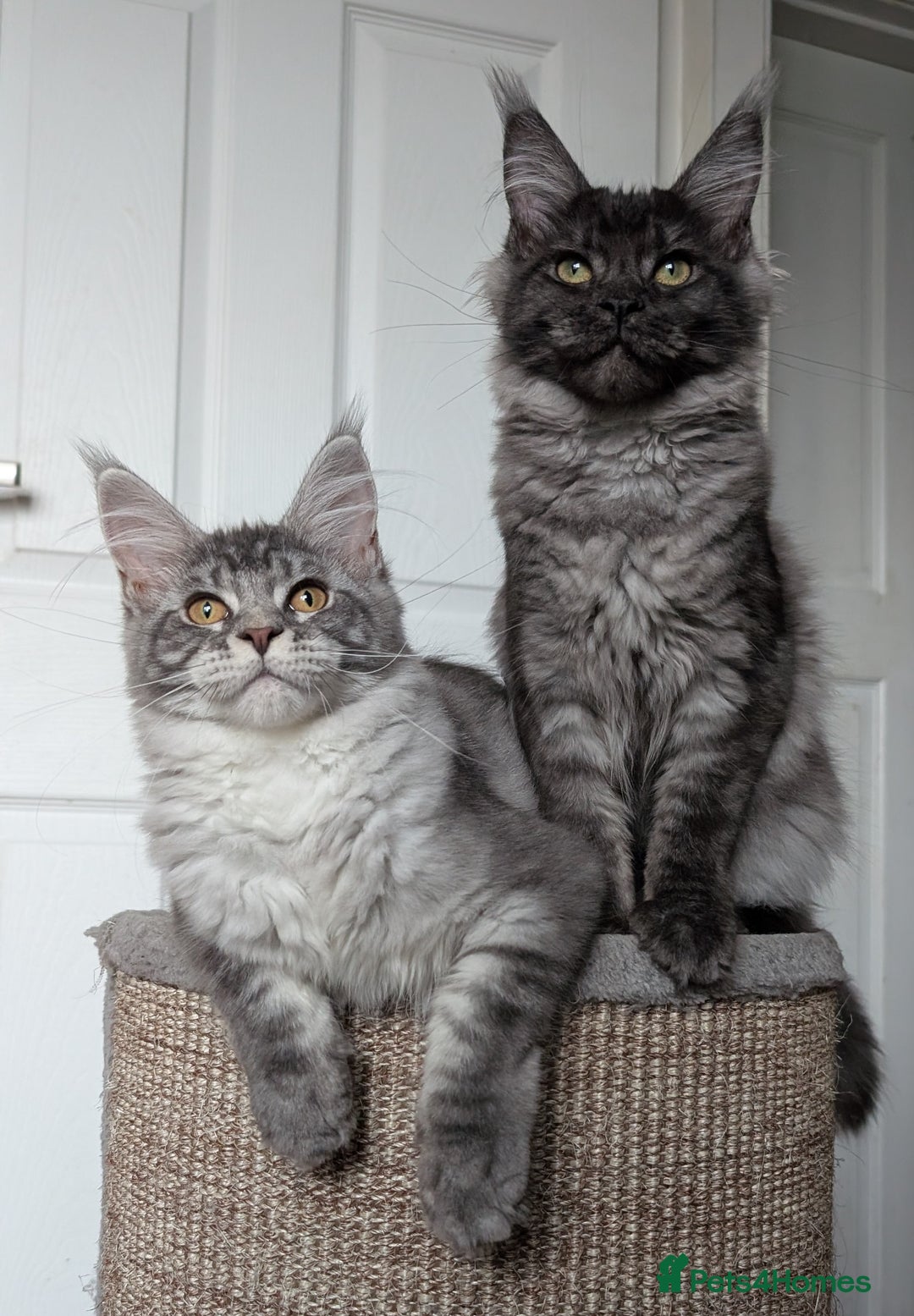 Maine Coon cats for sale:  LAST Black Smoke Maine coon girl available  - Image 1
