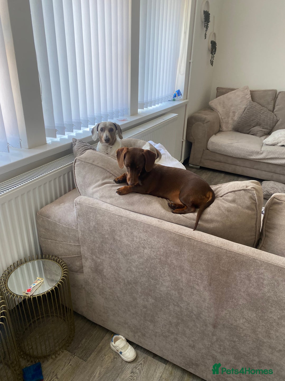 Miniature Dachshund dogs for stud: Miniature dachshund Myles - Image 2