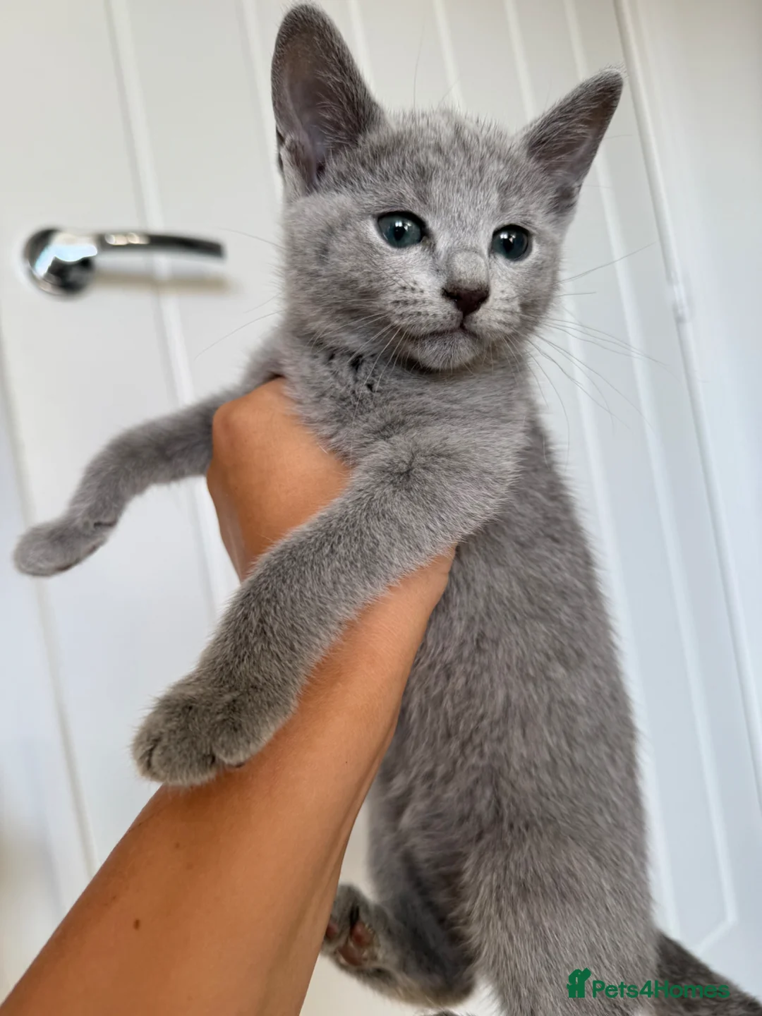 Russian Blue cats for sale: *TOP QUALITY* TICA Pedigree Russian Blue Kittens in Northampton - Advert 9