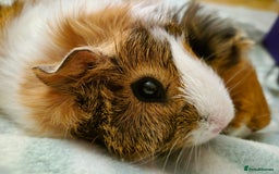 Guinea Pig rodents for sale: 2 female bonded Guinea Pigs - Advert 4