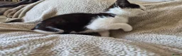 Mixed Breed cats for sale: Lovely playful kittens - Advert 12