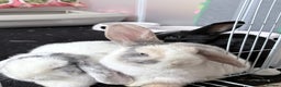 Mini Lop rabbits for sale: Two Mini Lop Bunnies  - Advert 2