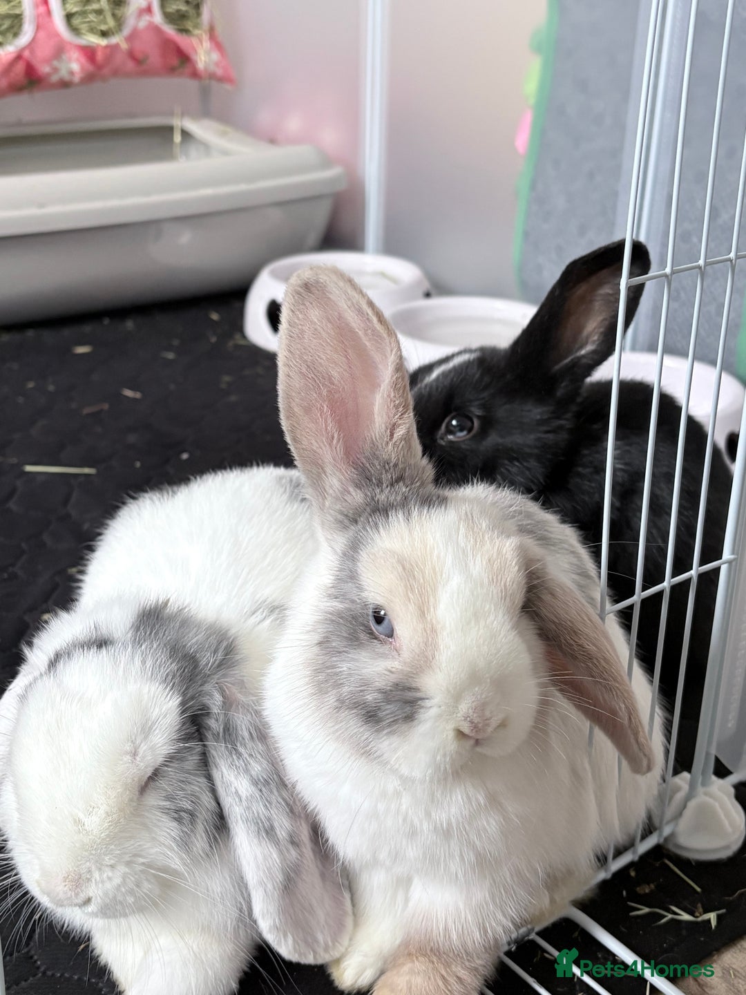 Mini Lop rabbits for sale: Two Mini Lop Bunnies  - Advert 2