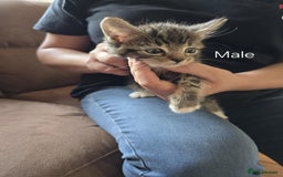 Maine Coon cats for sale: 6 Mainecoon X kittens for sale - Image 7