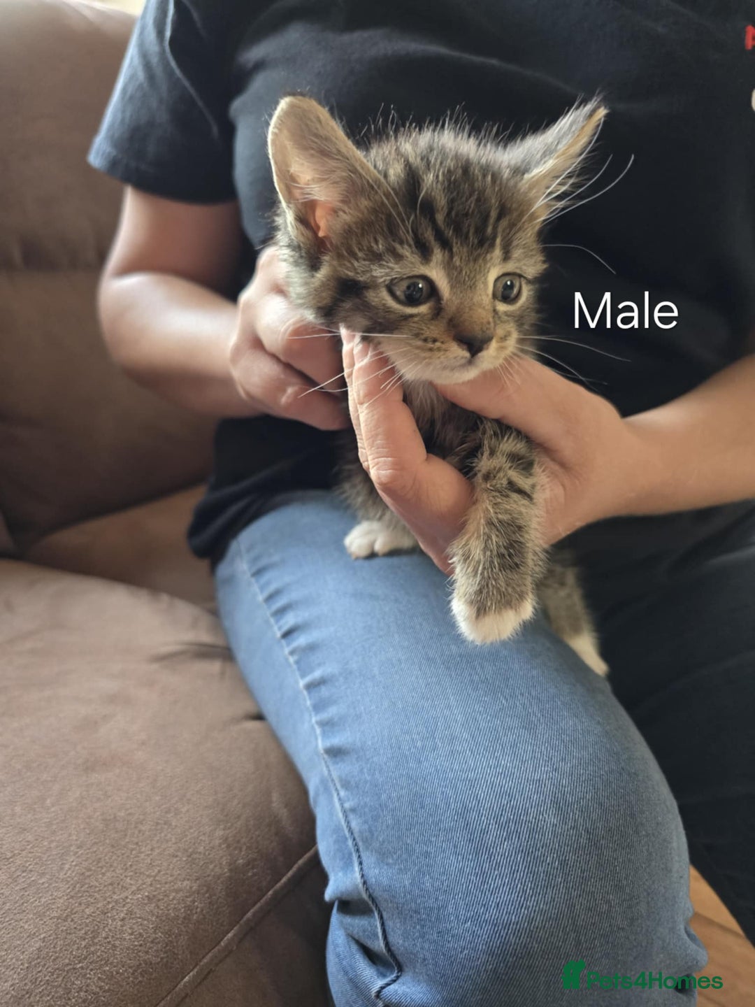 Maine Coon cats for sale: 6 Mainecoon X kittens for sale - Image 7