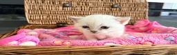 British Shorthair cats for sale: Cuteness Overload Alert! British Shorthair Kittens in Kettering - Advert 17