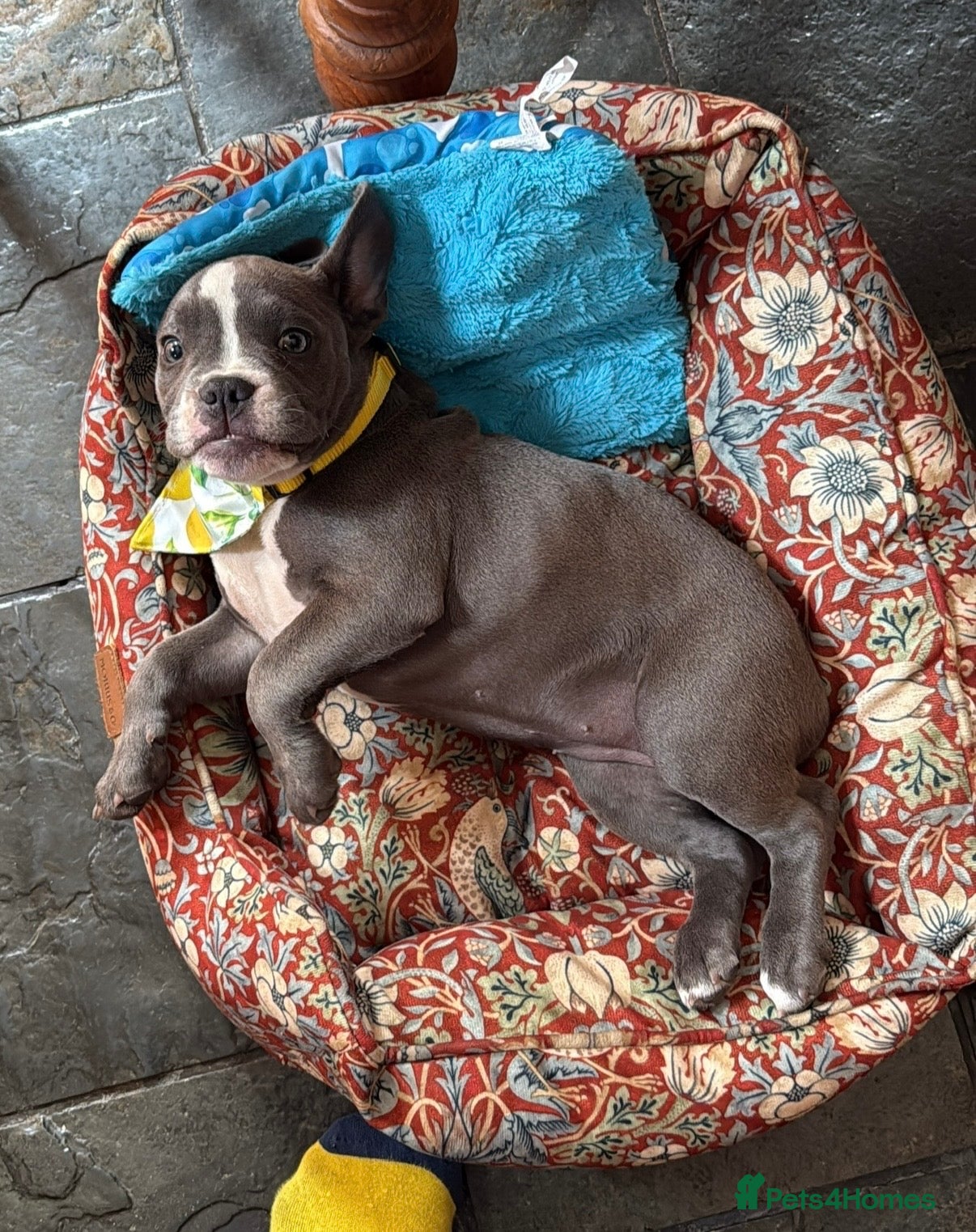 Mixed Breed dogs Sofie, 9 Month French Bulldog/Micro Bully crosss - Advert 1