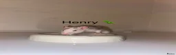 Rat rodents for sale: Beautiful baby rats  in Chelmsford - Advert 24