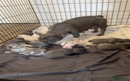 French Bulldog dogs for sale: 8 KC Reg’d French Bulldog Pups For Sale - Image 5