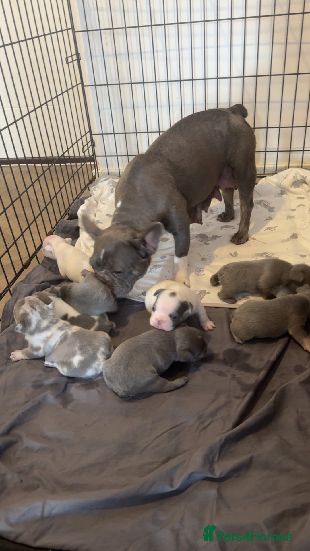 French Bulldog dogs for sale: 8 KC Reg’d French Bulldog Pups For Sale - Image 5