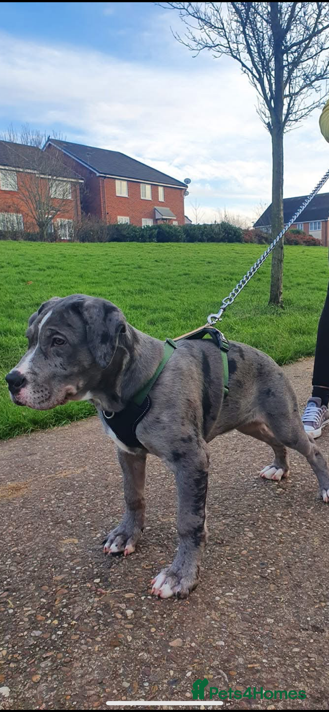 Mixed Breed dogs for sale: Corso bandog - Advert 1