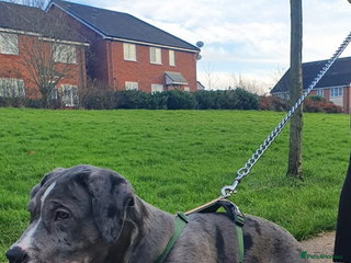 Mixed Breed dogs Corso bandog - Advert 7