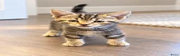 Mixed Breed cats for sale: 🐾 Beautiful Tabby x British Shorthair Kittens 🐾 - Advert 3