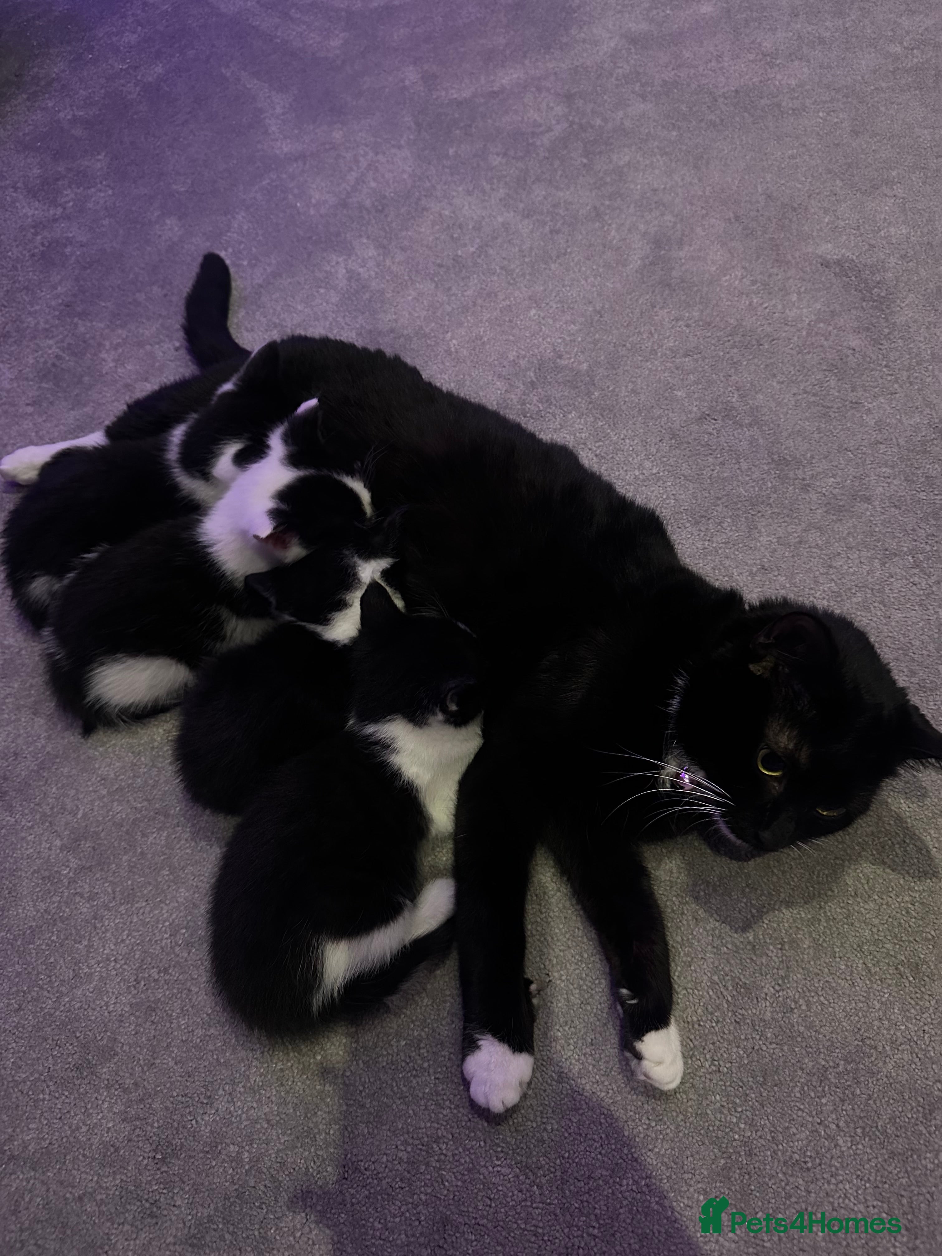 Mixed Breed cats Beautiful Tuxedo Mixed Breed Kittens in Feltham - Advert 1