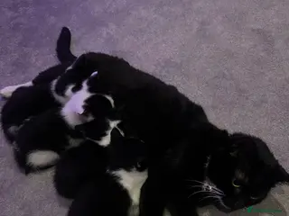 Mixed Breed cats Beautiful Tuxedo Mixed Breed Kittens in Feltham - Advert 2