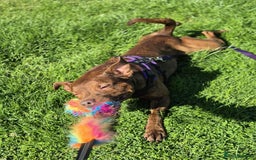 Mixed Breed dogs for adoption: MADDOX - YOUNG MALE STAFFIE CROSS in Newton Abbot - Image 5