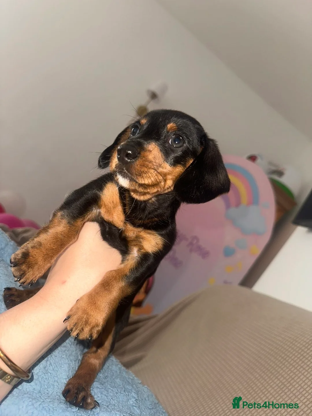 Dachshund dogs for sale: miniature dachshund boy in Enfield - Advert 2