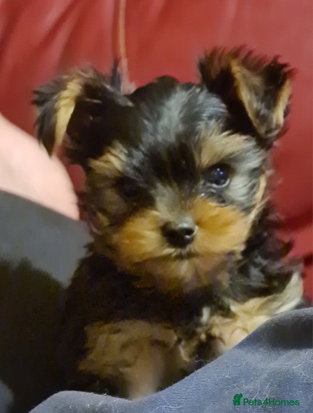 Yorkshire Terrier dogs for sale: Yorkie Terrier Puppy for Sale - Advert 9