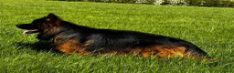 German Shepherd dogs for stud: ⭐️ Vonrocka tajfun ⭐️ - Advert 4