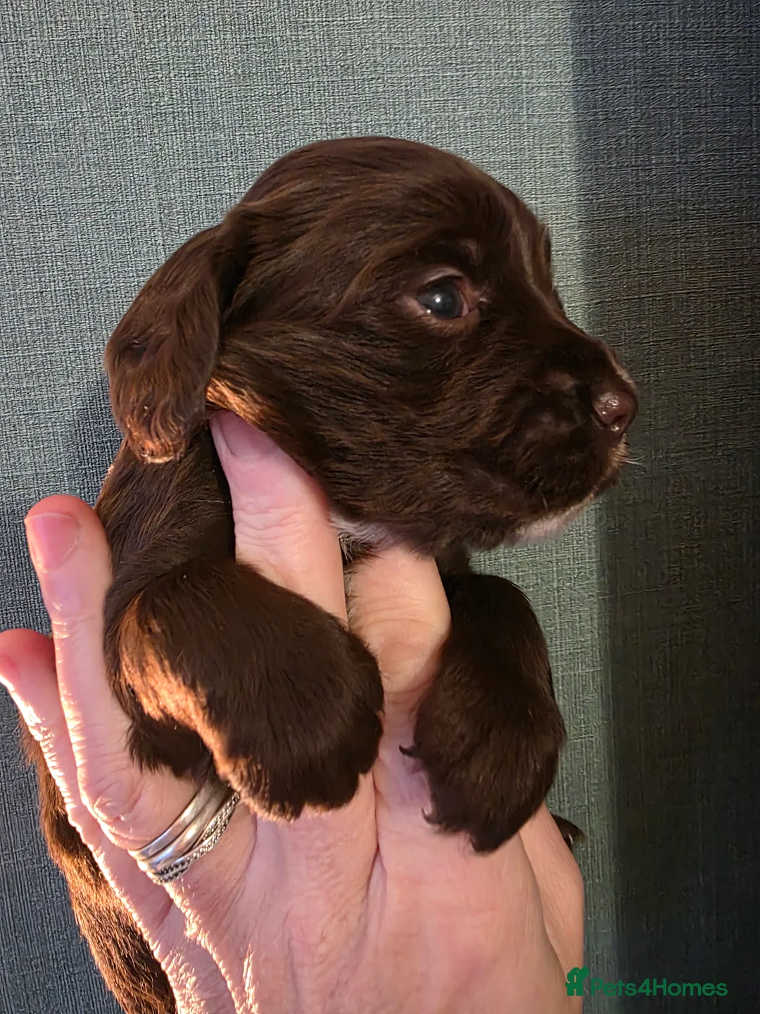 Cocker Spaniel dogs for sale: Choc roan cocker spaniel pups  - Advert 32