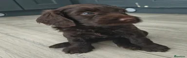 Cockapoo 4