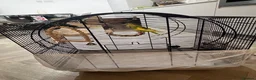 Budgerigars birds for sale: Free Budgie looking for a loving new home in Hemel Hempstead - Advert 7