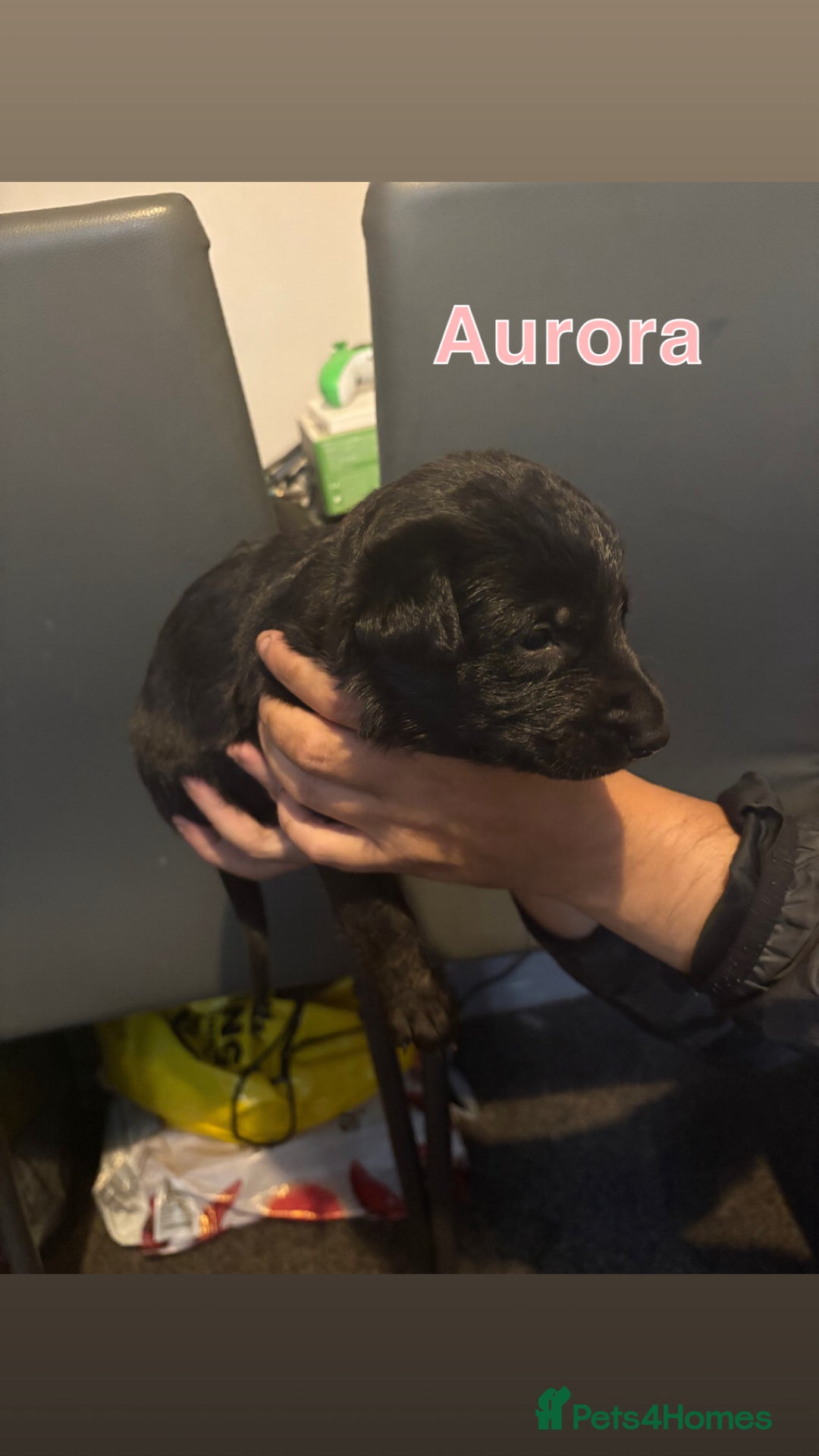 German Shepherd dogs for sale: German Shepherd Cross Dutch Shepherd Puppies  - Image 1