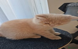 British Shorthair cats for sale: ONLY 2 MALE AVAILABLE.British shorthair  - Image 11