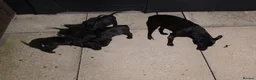 Patterdale Terrier dogs for sale: Stunning Patterdale Puppies - Advert 14