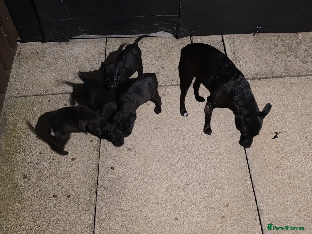 Patterdale Terrier dogs for sale: Stunning Patterdale Puppies - Advert 14
