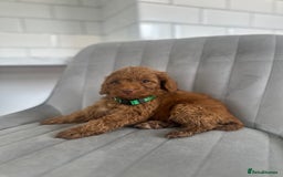 Cockapoo dogs for sale: OUTSTANDING Red Cockapoo Puppies  - Image 2