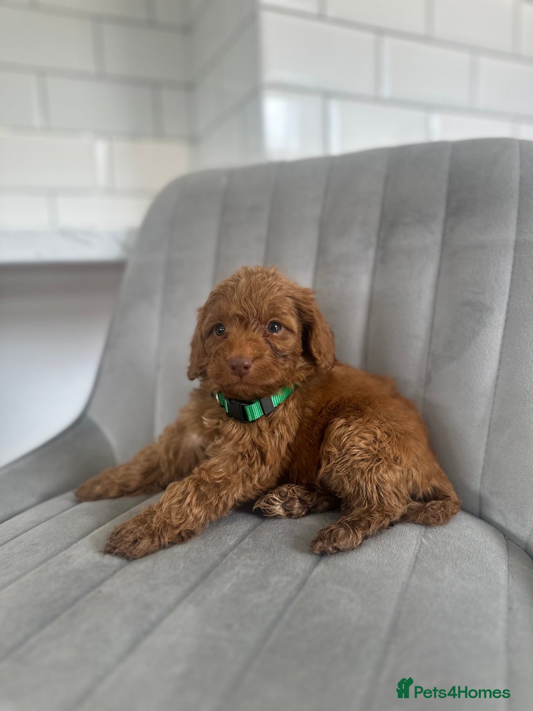Cockapoo dogs for sale: OUTSTANDING Red Cockapoo Puppies  - Image 2
