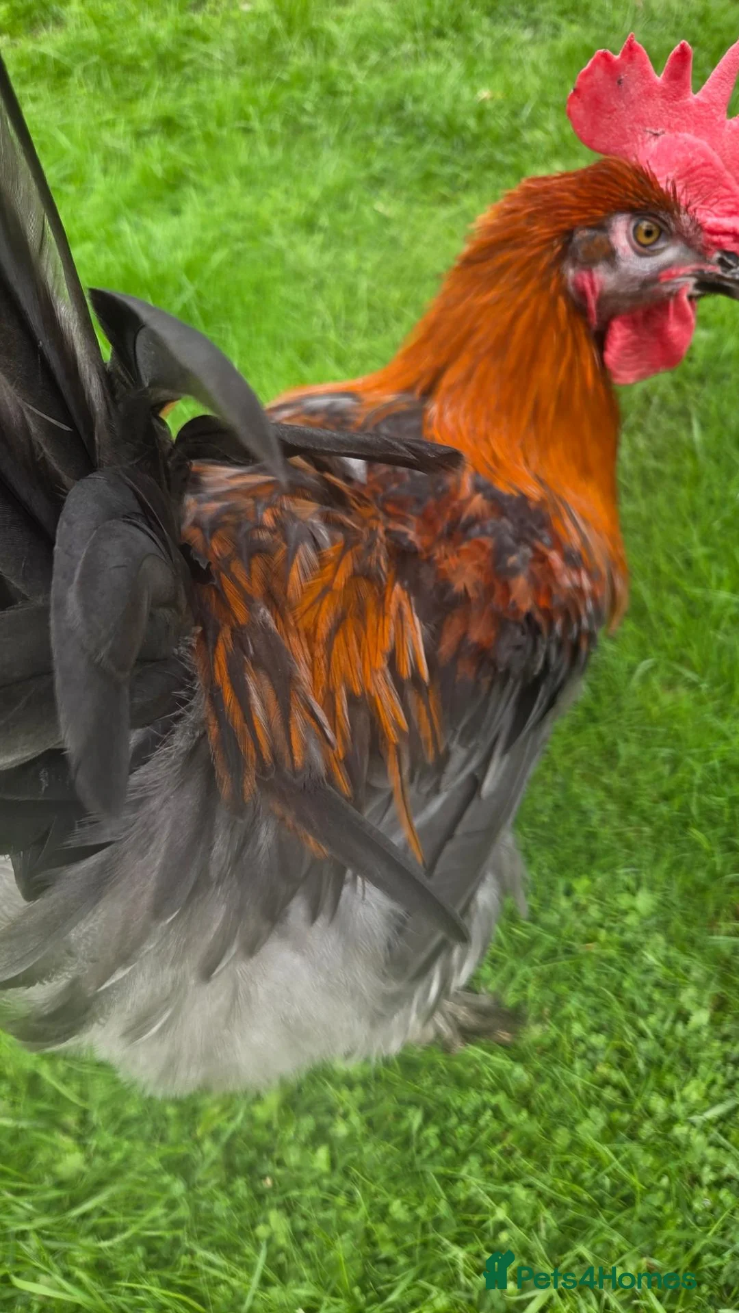 Chickens poultry for sale: French copper maran cockerel  - Advert 3