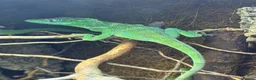 Anole reptiles for sale: Cuban Knight Anole & Cuban False chameleon babies - Advert 6