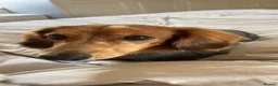 Miniature Dachshund dogs for stud: Miniature Long Haired Dachshund - Advert 5