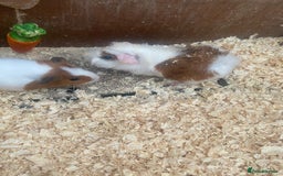 Guinea Pig rodents for sale: Baby guinea pigs - Image 3