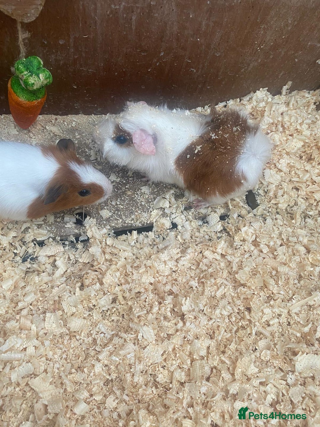 Guinea Pig rodents for sale: Baby guinea pigs - Image 3