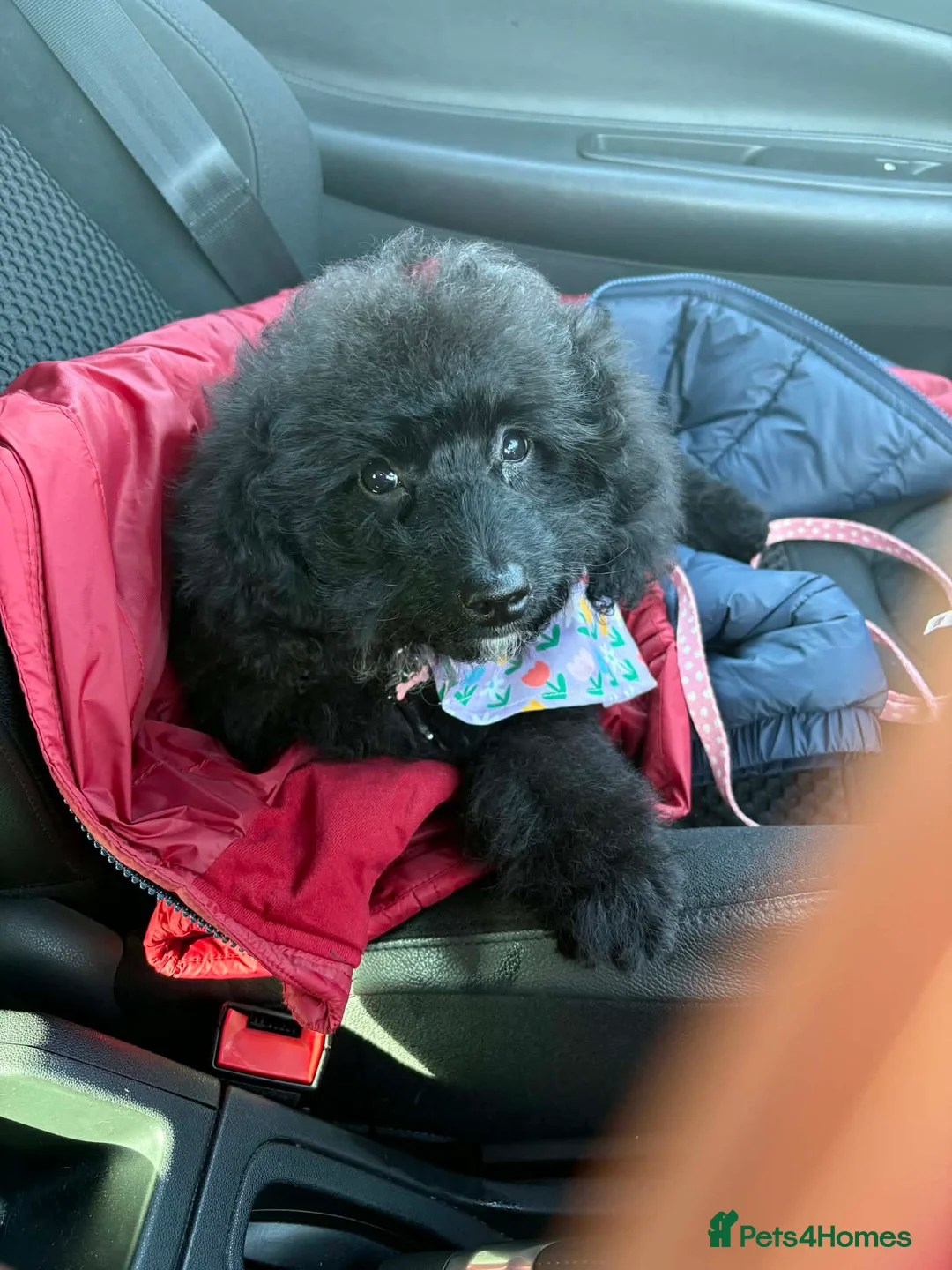 Cockapoo dogs for sale: Emmie - Advert 4