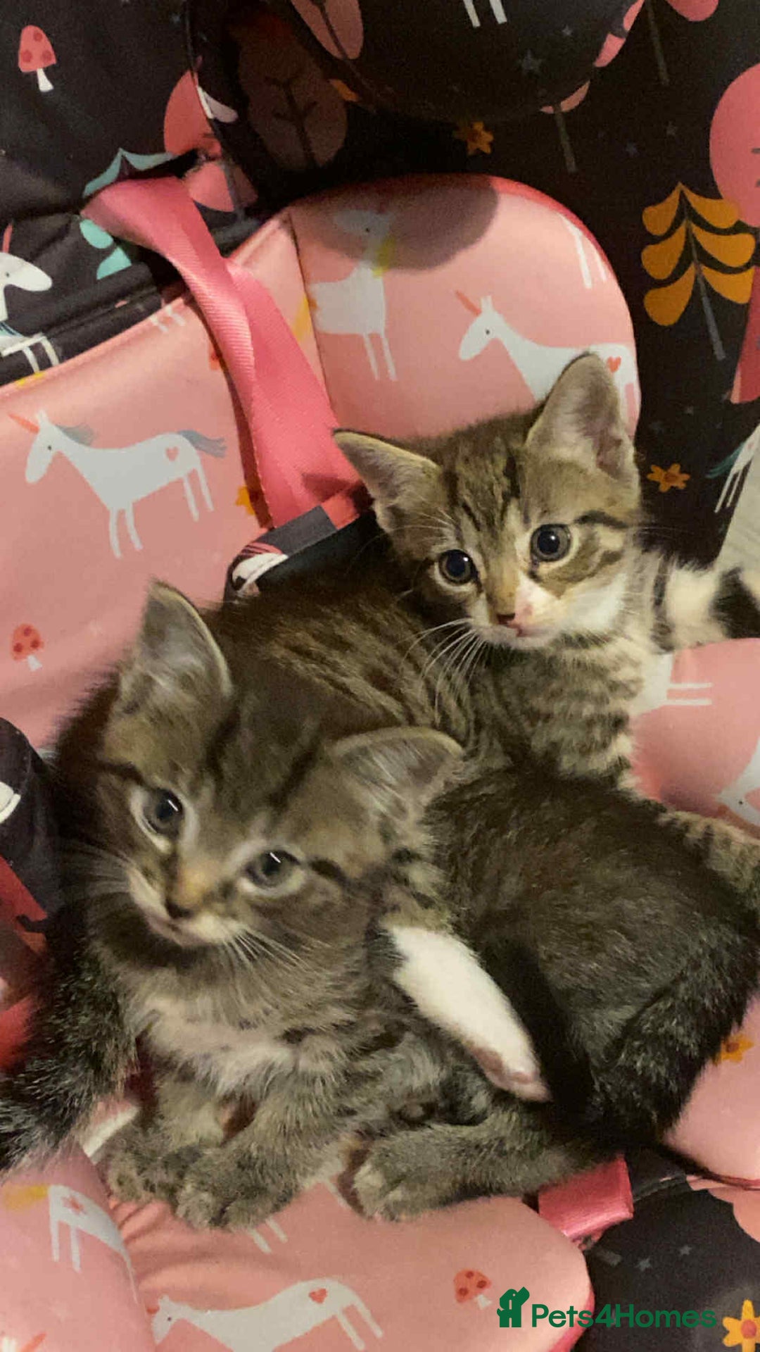 Mixed Breed cats for sale: Adorable kitten's  - Image 6