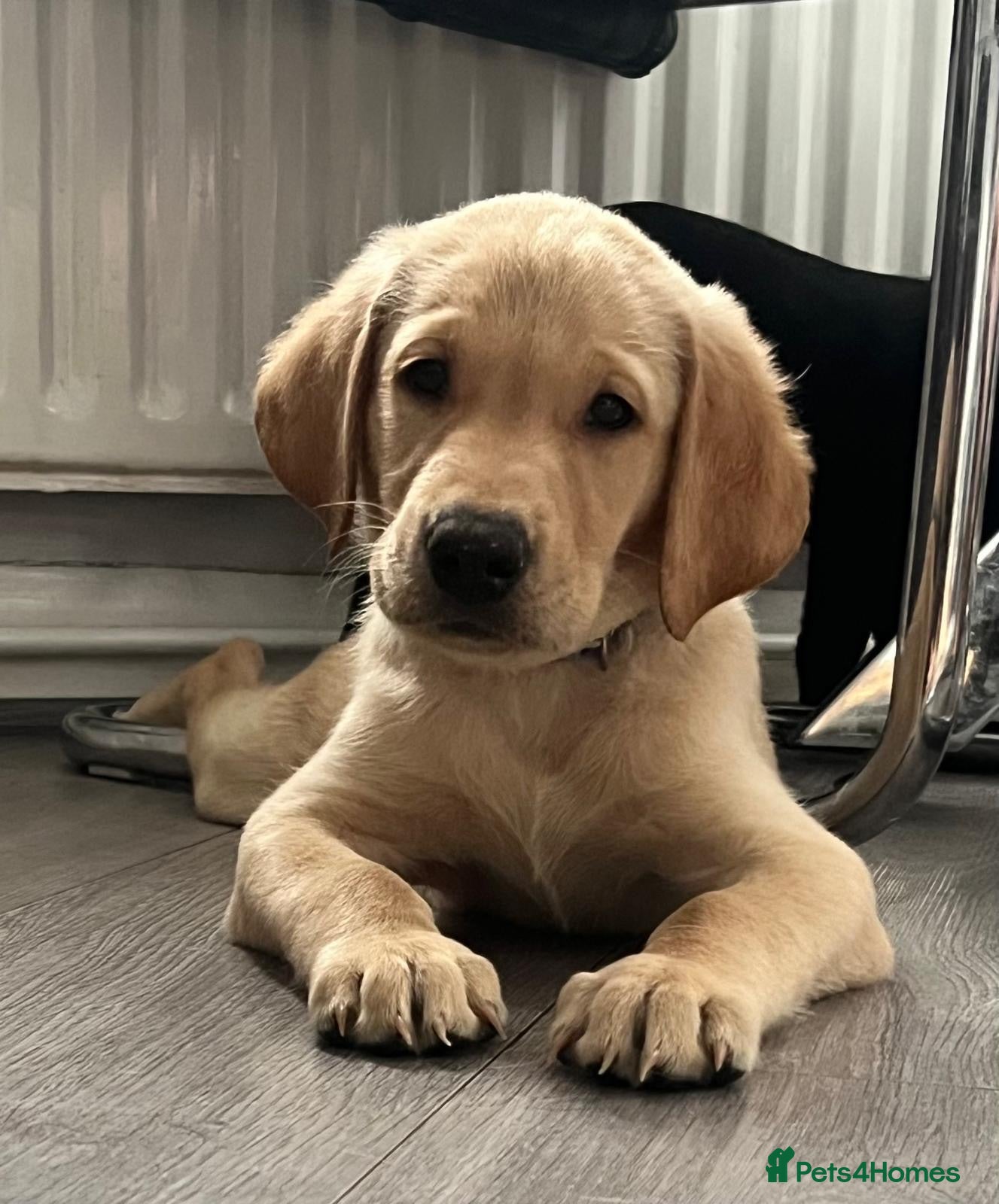 Labrador Retriever dogs Adorable KC Labrador Puppies - Advert 2