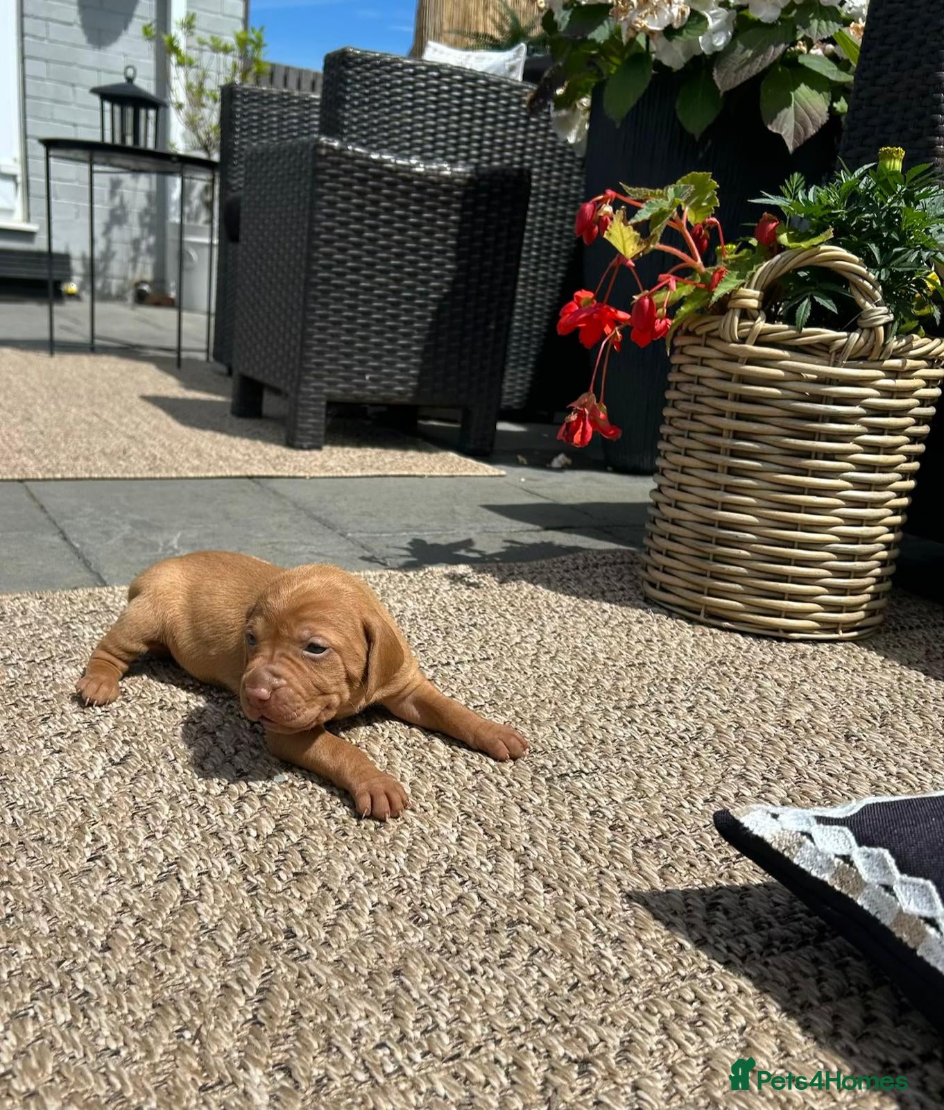 Hungarian Vizsla dogs Gunfield duel purpose - Exceptional Show & Working - Advert 2