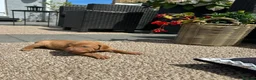 Hungarian Vizsla dogs for sale: Gunfield duel purpose - Exceptional Show & Working - Advert 4