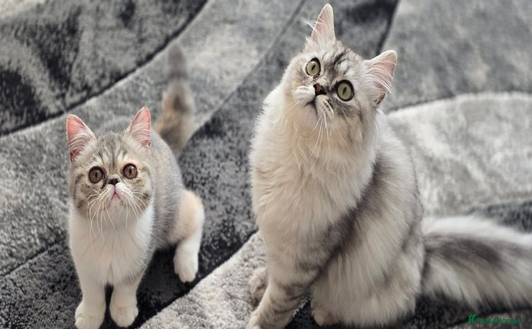 Persian cats - Advert 1
