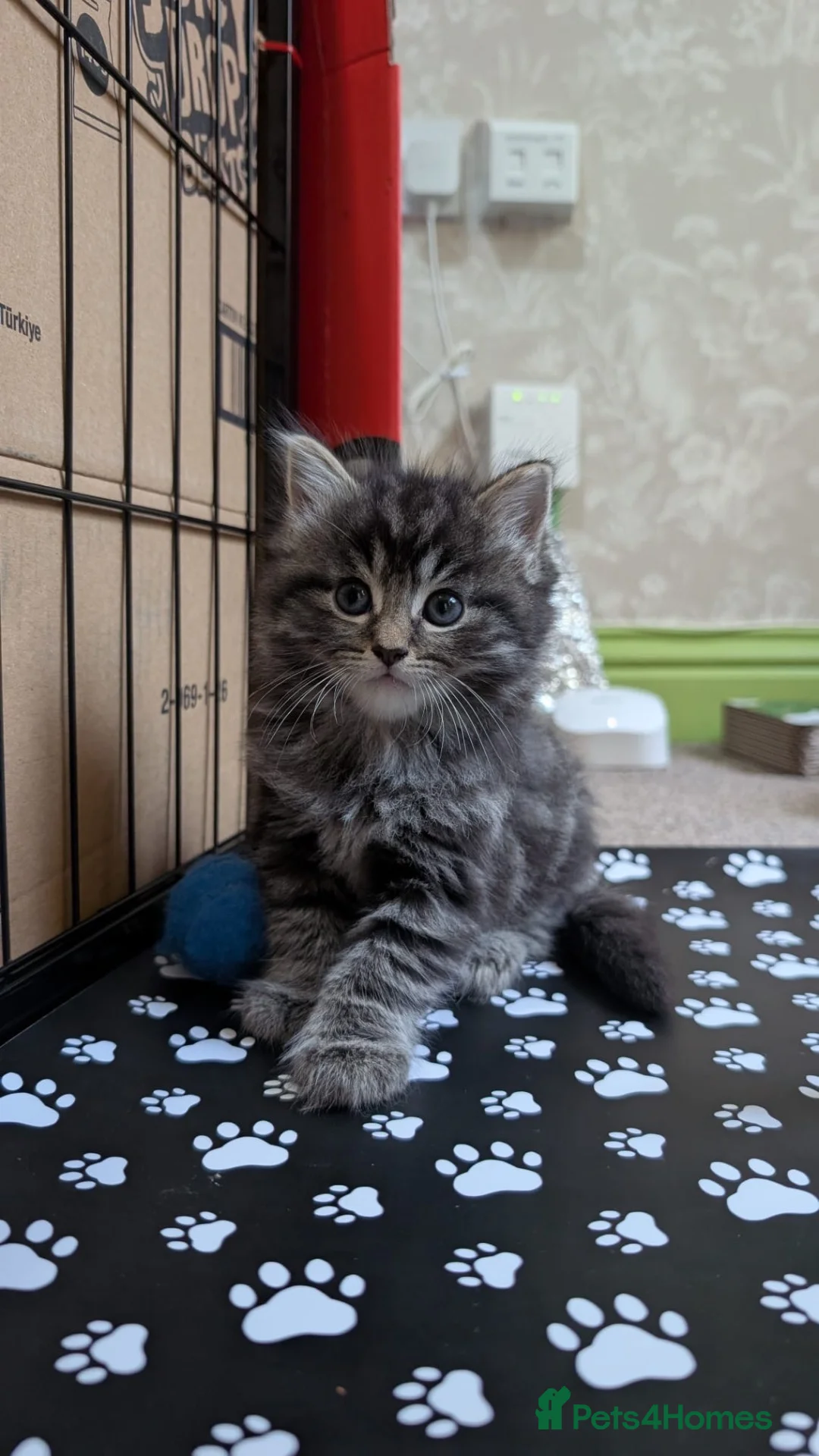 Mixed Breed cats for sale: 3 Gorgeous Tabby Kittens  in Ashford - Advert 2