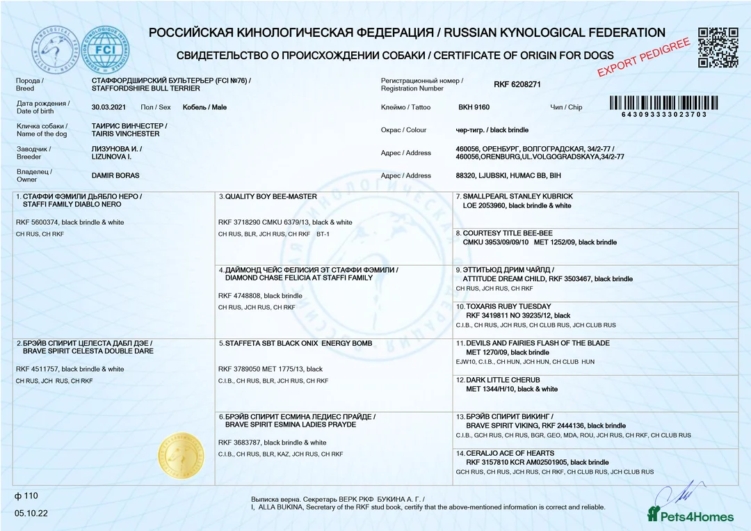 Staffordshire Bull Terrier dogs for stud: 🏆CHAMPION MICA AVAILABLE FOR STUD🏆 in Basingstoke - Advert 4