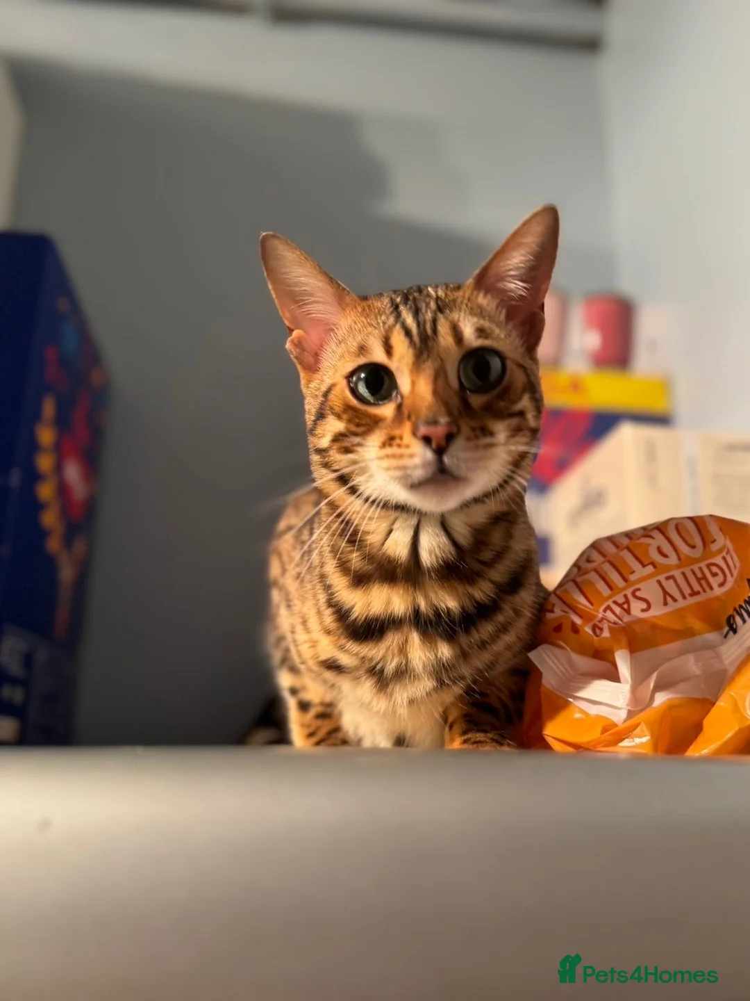 Bengal cats for sale: Female Bengal Cat  in Stoke-on-Trent - Advert 1
