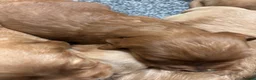 Mini Goldendoodle dogs for sale: F1 miniature Goldendoodle puppies. - Advert 8