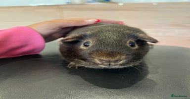 Guinea Pig rodents - Advert 2