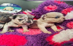 French Bulldog dogs for sale: 💥French bulldog puppies 💥 - Image 3