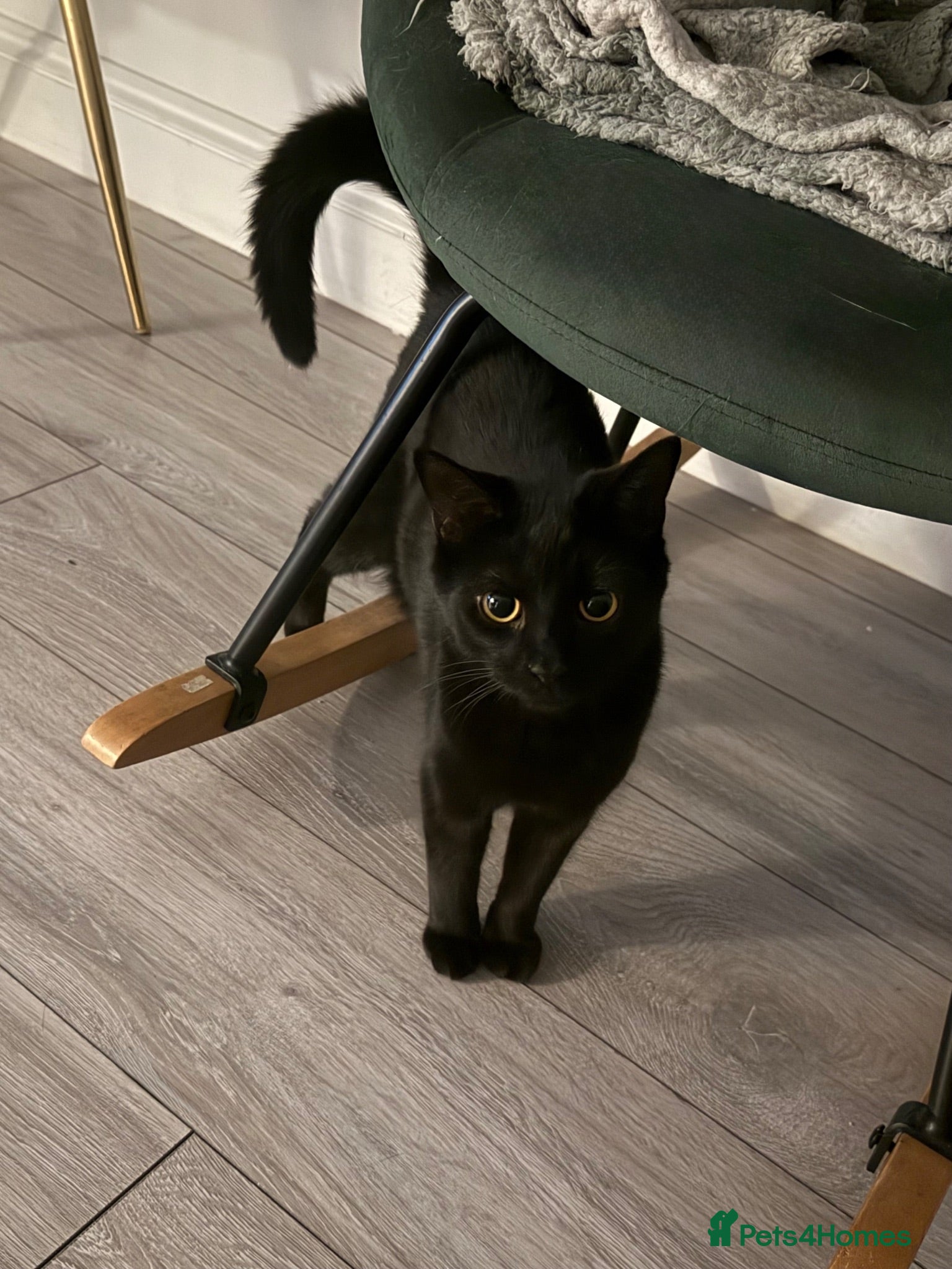 Mixed Breed cats Older kitten looking for a loving home - Advert 1